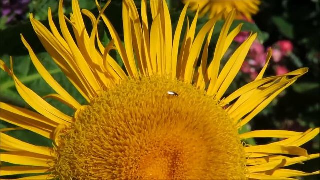 Drukte op en rond de Koeienoog (Telekia speciosa) смотреть онлайн
