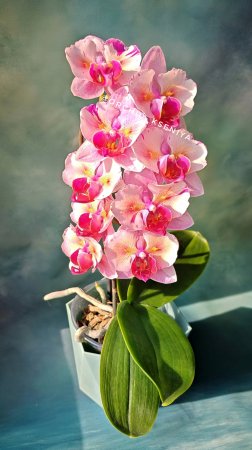 Phal. PF-5017 (Pink Beauty) от азиатского садовника Profar 🌸 Третье цветение орхидеи бабочки