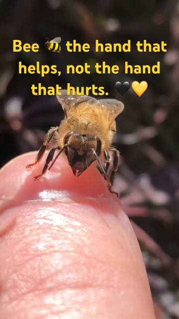 Bee the hand that helps! 👆🐝 смотреть онлайн