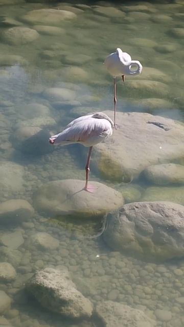 Турция Риксес Кемер. Turkey 🇹🇷. Antalya Kemer Rixos смотреть онлайн