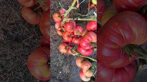 Сорт томата Николай Николаевич.