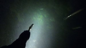 Ночная подводная охота Симеиз июль 2024 Крым 2024 подводная охота 2024 ночная охота 2024