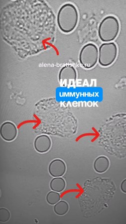 Идеал иммунных клеток. С такии иммунитетом человек здоров в любой сезон