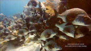 DISCOVER SCUBA DIVING ~BELIZE IT