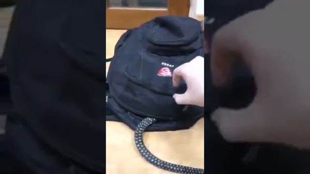 Опасная змея