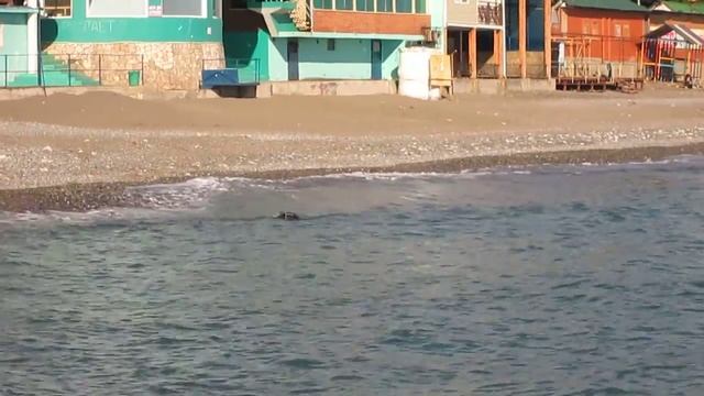 Море в Алуште (Крым) 2 февраля 2016 - 2 смотреть онлайн