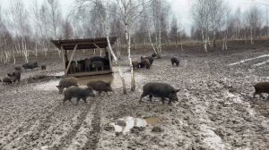 Охота на Кабана
