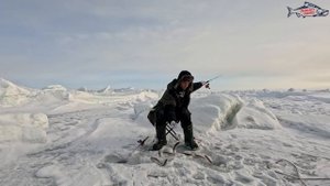 Зубарь Охотская лихорадка. Корюшка на о. Сахалин. Зимняя морская рыбалка.