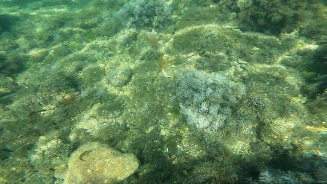 Ласпи море смотреть онлайн