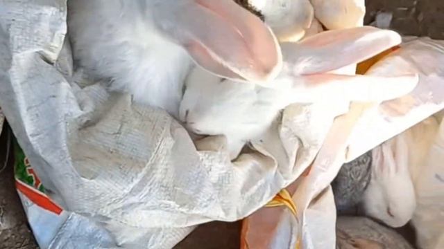 бозори Исфара 👉👍бинед мазакада смотреть онлайн