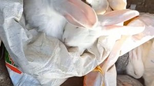 бозори Исфара 👉👍бинед мазакада