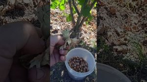 фундук. сорт Кавказ