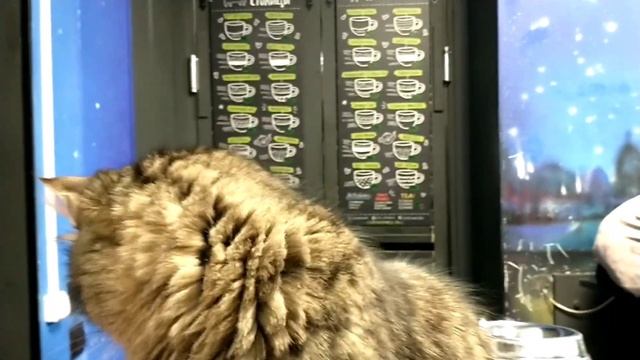 30 питерских котиков в мой День Рождения / Котокафе на Литейном 60 смотреть онлайн