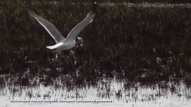 УЖАС!ОЧЕНЬ СРОЧНО! Всем СТОЛОВЫМ И КАФЕ #АНАПА ШОК! #Витязево ОЗАРОВСКИЙ МОШ**ИК АФ*СТ #АНАПА смотреть онлайн