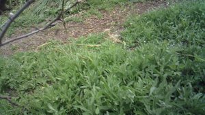 Измельчение садового мусора (ветки, сухостой) измельчителем ЗУБР ЗИЭ-44-2800