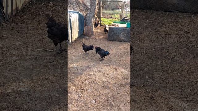 🐓