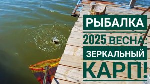 Рыбалка 2025 весна Зеркальный карп