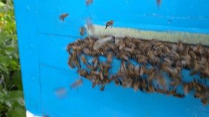 Вот так происходит воровство, нападение чужих пчёл на улей, ух что твориться