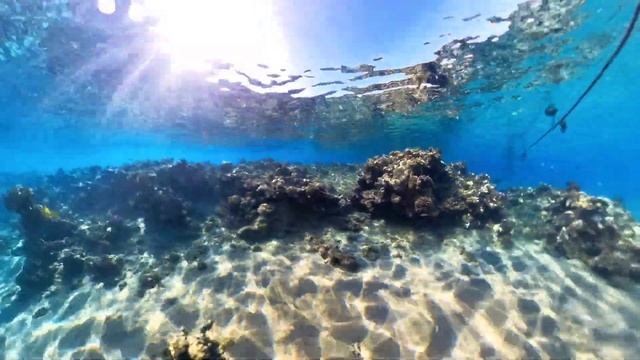 Египет 🇪🇬 2024 Коралловый Риф Naama Bay Jaz Fayrouz beach Jaz Dreams Resort #insta360 x3 invisible смотреть онлайн