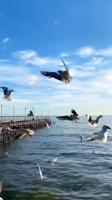 Сейчас у старого пирса в Сухуме Абхазия Конец февраля, ЗИМА 2024 смотреть онлайн