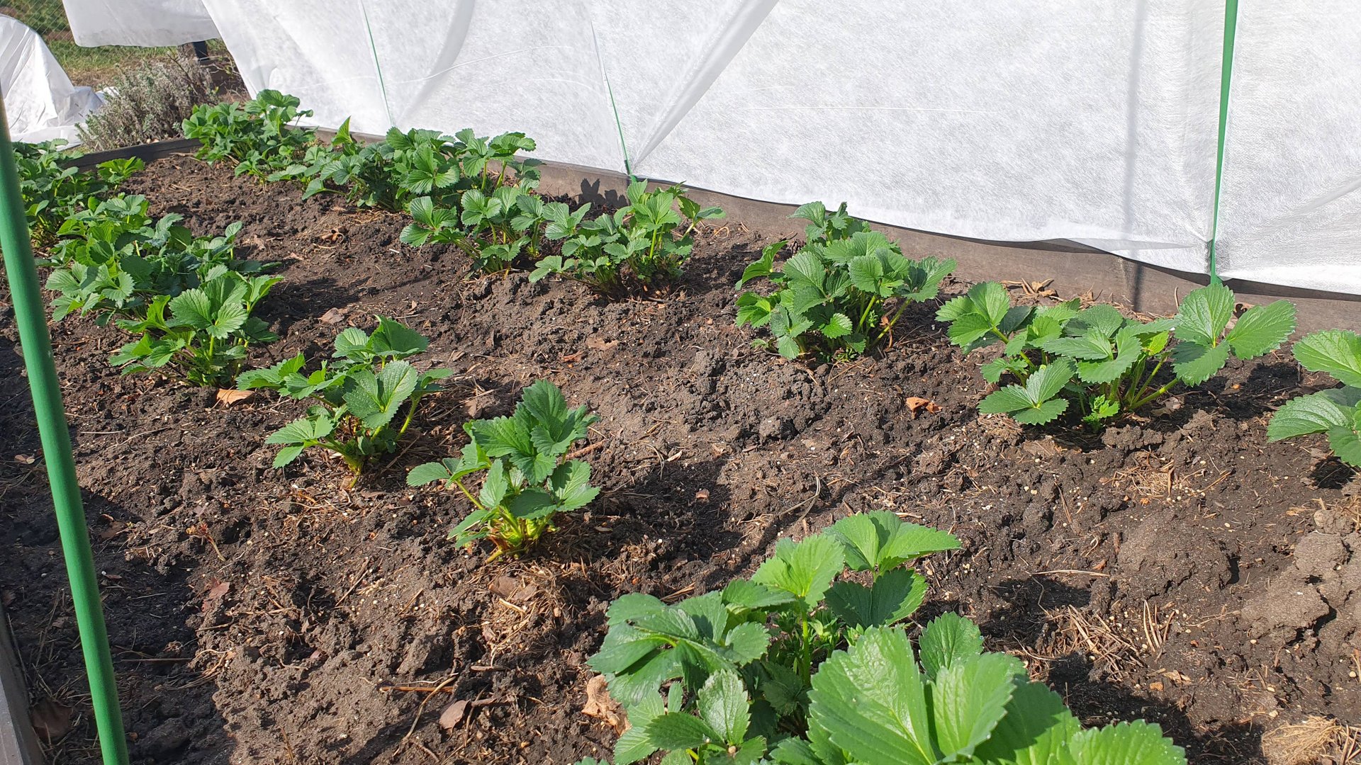 МОЯ КЛУБНИКА 24 АПРЕЛЯ 2025. СОРТА. УХОД. смотреть онлайн