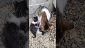 Котёнок Пончик и кошечка Булочка представляют!
Нежные ласки котят с мамой кошкой