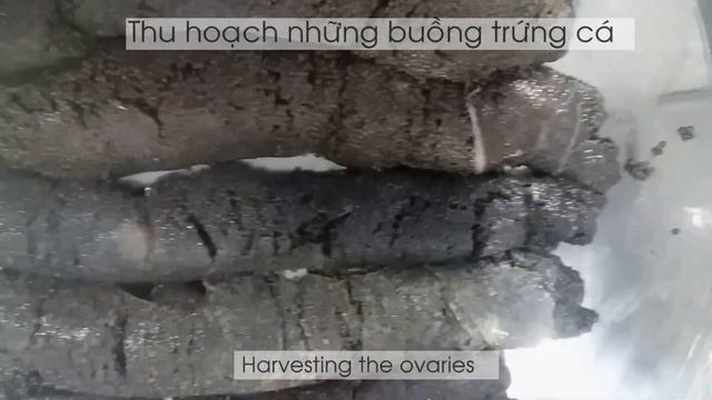 Чёрная Икра. г. Далат. Вьетнам. Осетровая ферма. смотреть онлайн