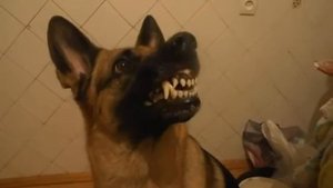 Отдай Идём гулять