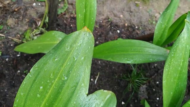 сад-огород смотреть онлайн