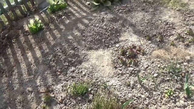 Прогулка по утреннему саду на 11. 05. 2021 г. смотреть онлайн