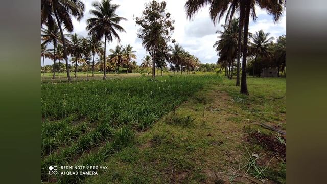 3.5_Acre#Coconut#One#Borewell#Tar#Road#General#Ready#to#Move#cl // Subramanya m r // Subscribe me / смотреть онлайн