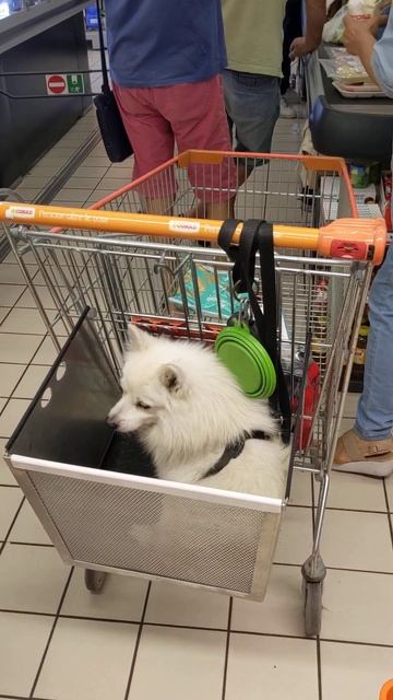 Когда в магазинах час пик,тележку с местом для собаки заполучить не так-то и просто. смотреть онлайн