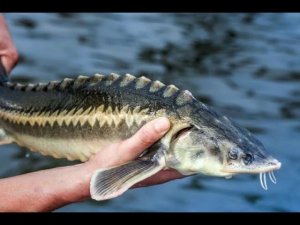 Восточный ветер, судак и осётр