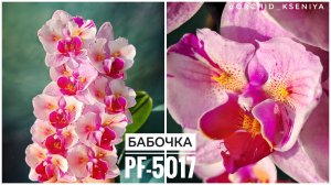 Phal. PF-5017 (Pink Beauty) от азиатского садовника Profar 🌸 Третье цветение орхидеи бабочки |Обзор