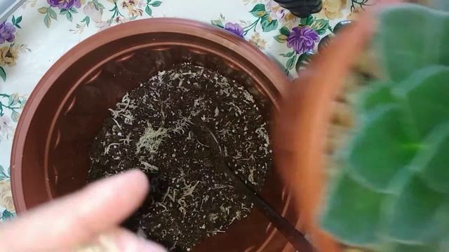 Петрокосмея рід геснерієві, азіатський родич фіалки смотреть онлайн