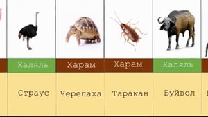 Халяль и харам еда для мусульман🍛🍛🍛