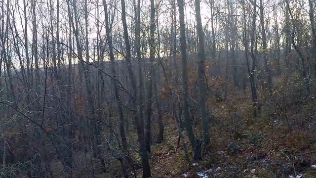 2017 Caccia alla beccaccia woodcook scolopax вальдшнеп bécasse μπεκάτσα shapkë смотреть онлайн