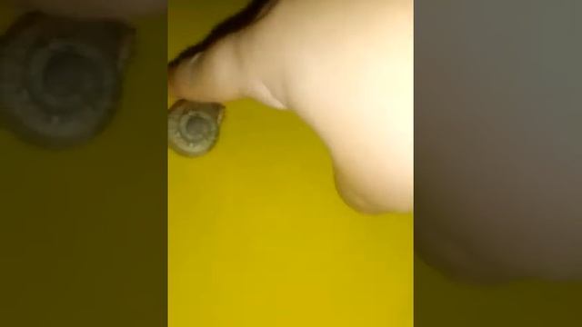 Как мы дресируем улитку на море! "Гыш Профисионал" смотреть онлайн