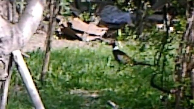 ГОРНЫЙ ПЕТУХ ЗАБЛУДИЛСЯ В ГОРОДЕ смотреть онлайн