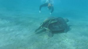 Бухта черепах ( Turtle Bay). Отель Shams Alam, Марса Алам, Египет.