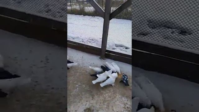 13 января 2021 г.Дальний восток . Амурская область.андижанские голуби .Пидгурский Роман. смотреть онлайн