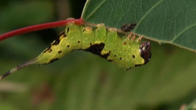 Puss Moth Larvae agitated смотреть онлайн