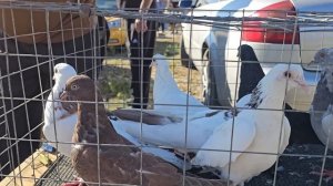Голуби цены Птичий рынок г Пятигорск-ч1