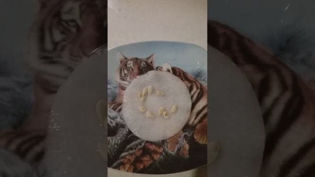 6 января 2023 г. Кивано . смотреть онлайн