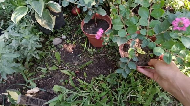 лагерстремия индийская сирень, саженцы к продаже смотреть онлайн