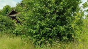 Заброшенная д.Вязовка.Ульяновская область.Часть 2.