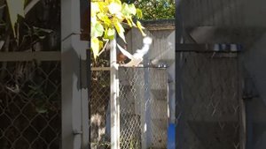 Бакинские Афганские и двухчубые бойные голуби!