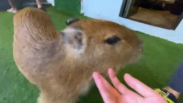Нашел капибар на Самуи. Они очень милые!