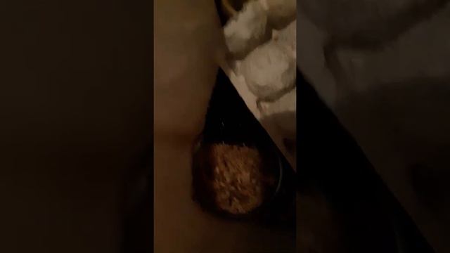 Acheta Domesticus 2021 смотреть онлайн