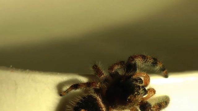 Phidippus Audax Jumping Spider-Young Male смотреть онлайн